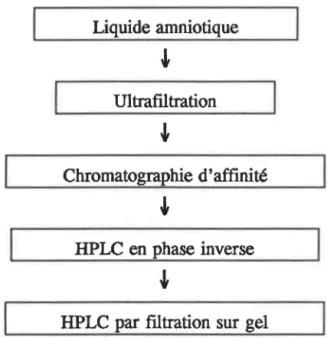 Figure  2.2:  Étapes  de la purification de l'IGFBP-1. 