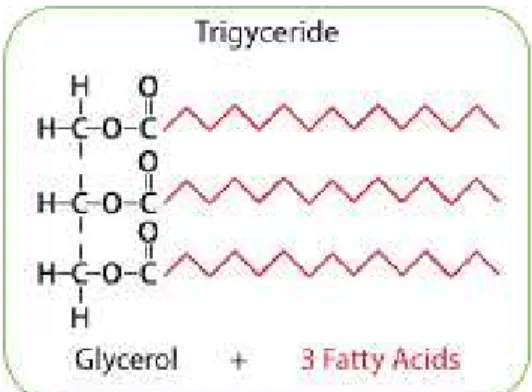 Figure 2 : représentation d’un triglycéride constitué d’un groupement glycérol dont les trois fonctions  hydroxyles sont estérifiés par des chaines d’acides gras.
