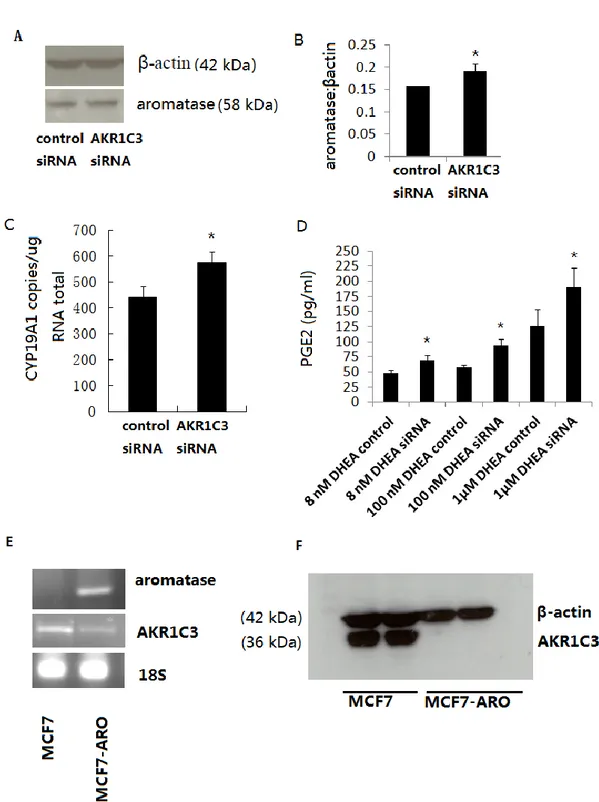 Figure 2.  3 Relationship between the expression of AKR1C3 and aromatase. (A)  Western blot showing expression of aromatase in  MCF-7 cells after transfection with  AKR1C3 siRNA or control siRNA