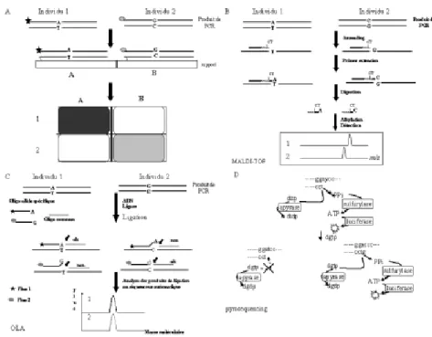 Figure 2. Méthode de détection des SNPs. A. Les biopuces.  La région contenant le SNP est amplifiée par PCR.