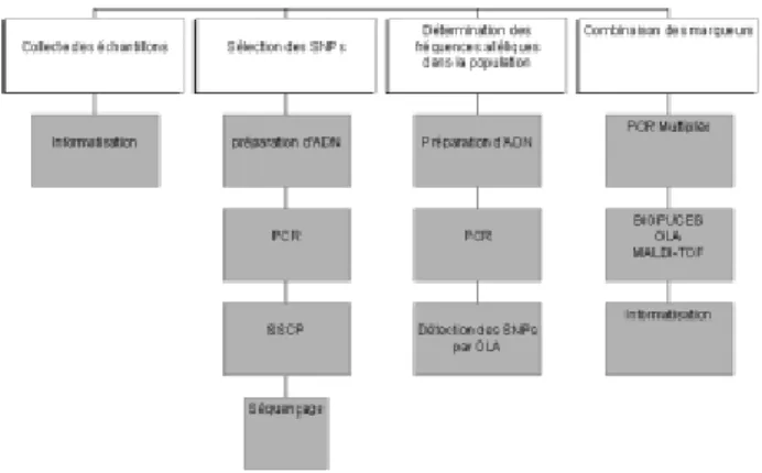 Figure 3. Stratégie pour la mise au point d’une plate-forme de génotypage basée sur les SNPs
