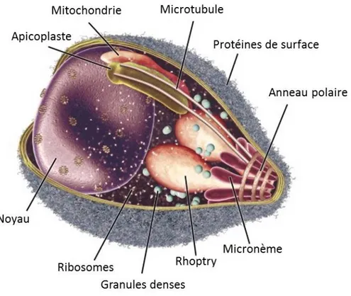 Figure 3. Anatomie du mérozoïte de Plasmodium. 25  Traduit en français par David Gaumond