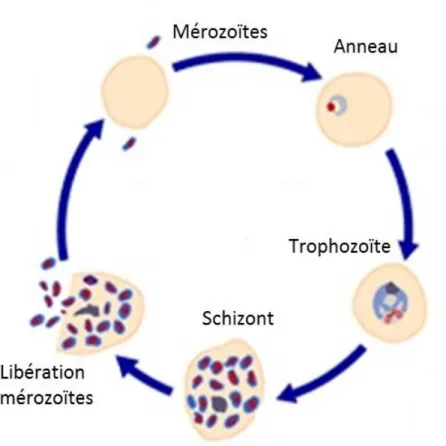 Figure 4. Cycle érythrocytaire de Plasmodium falciparum. 10  Traduit en français par David Gaumond 