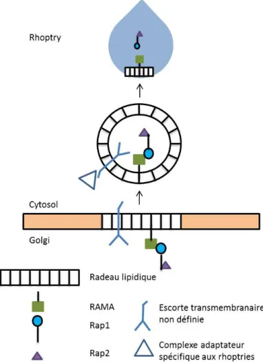 Figure 5. Schéma du transport vésiculaire de Rap2 lors de la formation des rhoptries.  Fait par David  Gaumond