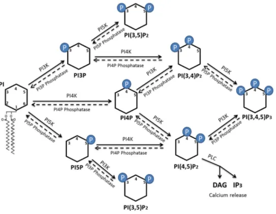 Figure 6. Schéma des différentes formes de PIP présentes chez les cellules eucaryotes et les  différentes possibilités au niveau de la modification des sites de leur tête inositol