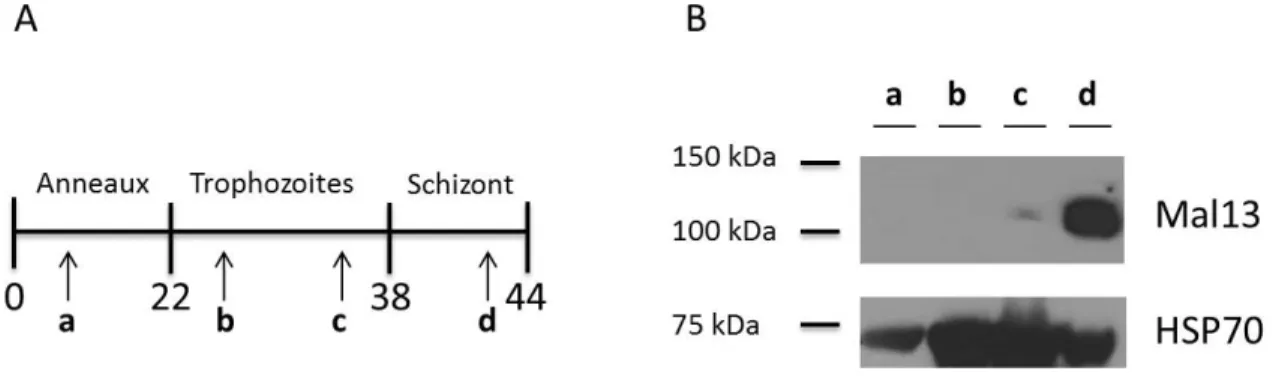 Figure 10. Western blot de l’expression de Mal13P1.188 durant les différents stades du cycle  érythrocytaire