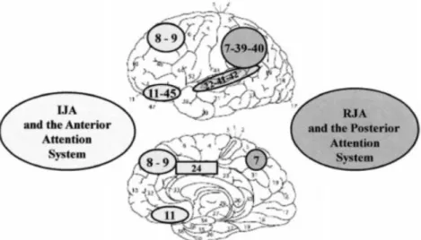 Figure 1 : Les réseaux neuronaux liés à l'attention conjointe  