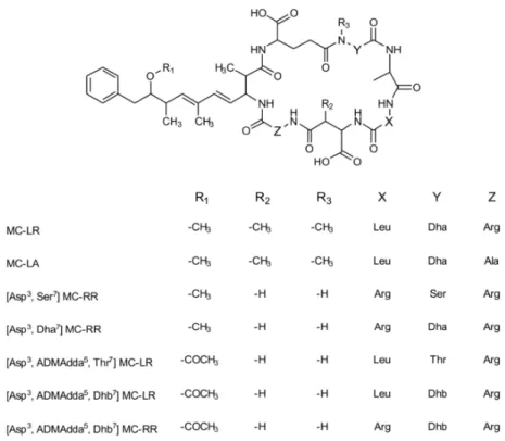 Figure 1. Structure of microcystin-LR and the 6 microcystin (MC) congeners identified in this study (ADMAdda = O-acetyl-O-demethyl 3-amino-9-methoxy-2,6,8-trimethyl-10-phenyldeca-4,6-dienoic acid, Ala = alanine, Arg = arginine, Asp = aspartic acid, Dha = d