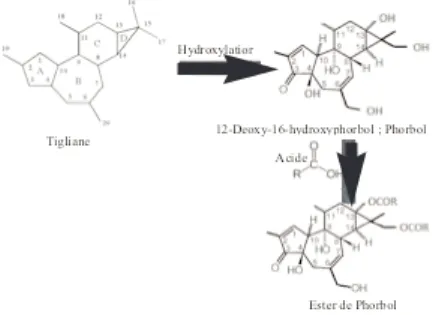 Figure 1 : réactions de production des esters de phorbol [36].