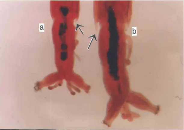 Figure  2.1:  Extrémité  distale  de  l'abdomen  des  larves  de  quatrième  stade  des  deux  espèces  de  Chirollomus  spp
