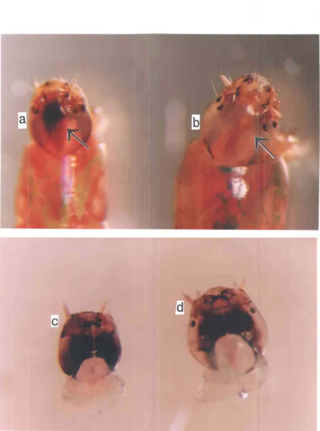 Figure 2.2:  Noircissements  de  la  capsule céphalique  des  larves  de  quatrième  stade  des  deux  espèces  de  Chironomus  spp.:  cIypeus  (partie dorsale)  de a)  espèce  1,  b)  espèce 2,  gula  (partie ventrale)  de c)  espèce  1 et d)  espèce 2  (