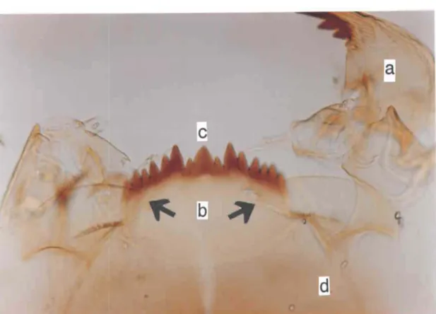 Figure 2.3:  Pièces  buccales  de  l'espèce  1  (Chironomus  sp.,  quatrième  stade  larvaire),  montrant  a)  une mandibule,  b)  les plaques paralabiales,  c)  le  mentum et  d)  le gula  (lOOX)