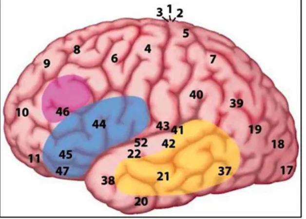 Figure 5. Sur ce schéma représentant une vue latérale de l’hémisphère gauche, on retrouve les  aires  de  la  composante  mémoire  située  dans  le  cortex  temporal  en  jaune,  les  aires  de  l’unification se situent dans l’aire de Broca (aire 44 et 45 