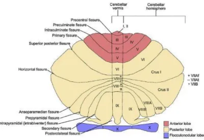 Figure 9. Représentation du cervelet, avec les fissures majeures délimitant les lobes et  les  lobules