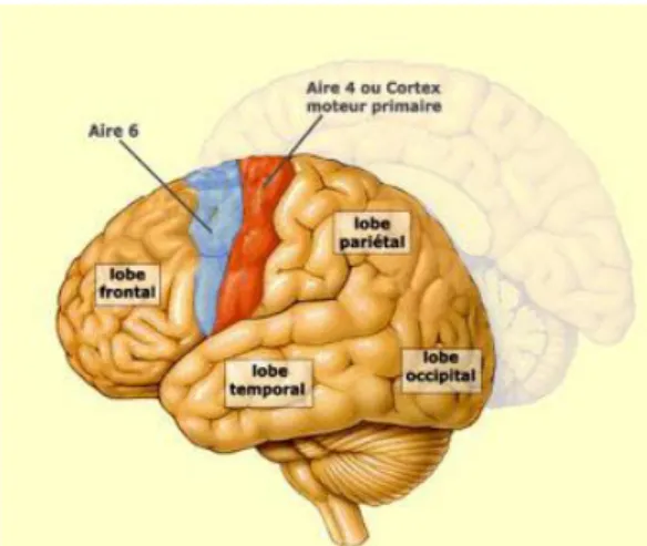 Figure 1 Représentation des lobes frontaux (www.lecerveau.mcgill.ca , illustration : Paquet) 
