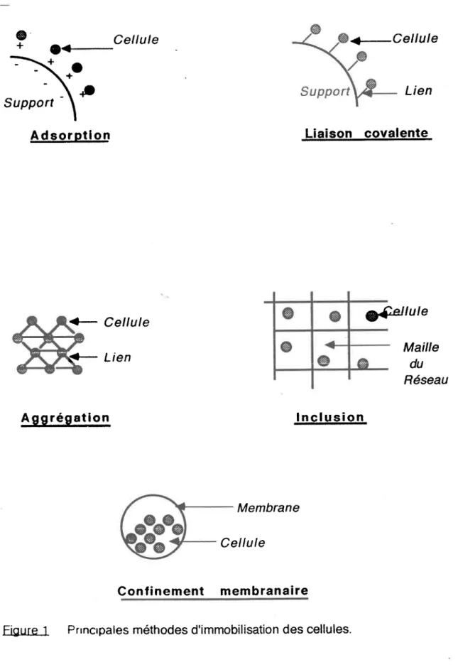 Figure 1  Prrncrpales  méthodes  d'immobilisation  des cellules.