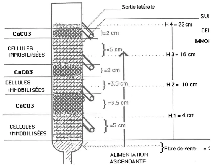 Figr  rre 3  Schéma  de la colonne  garnie  de support  et de granules  de carbonates  de calcium.