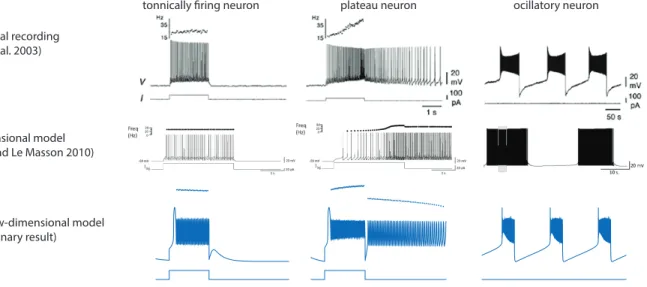 Figure 1: A low-dimensional reduced model is sufficient to capture the dynamics of convergent neurons.