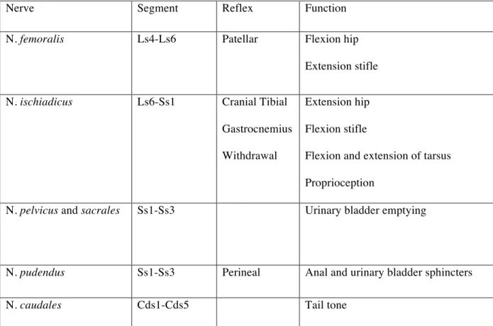 Table 1. Cauda Equina: origin and clinical function of the spinal nerves.  