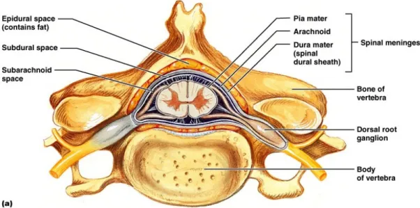 Figure  3:    Transverse  image  of  one  vertebra,  showing  the  relationship  between  the  bone,  the  spinal cord, the spinal meninges and the spinal nerve
