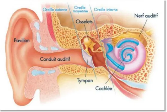 Figure 1 : Anatomie de l'oreille (112)
