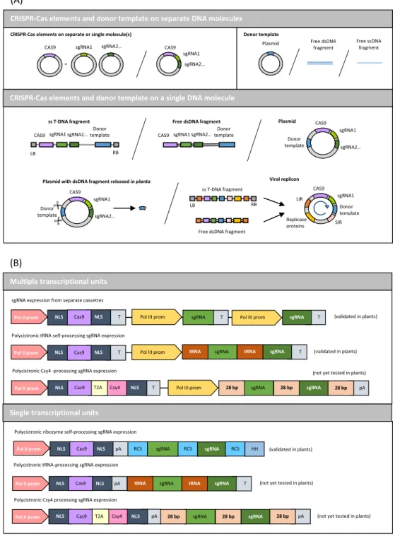 Fig. 1. DNA molecules delivery strategies for CRISPR-Cas9 mediated gene knock-in in plants