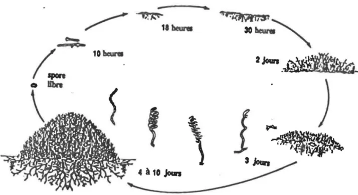 FIGURE 1:  Présentation  schématique  du  cycle  de  différentiation  morphologique  des  streptomycêtes  (Tiré  de  Schauer,  1988)