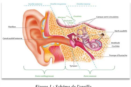 Figure 1 : Schéma de l'oreille 