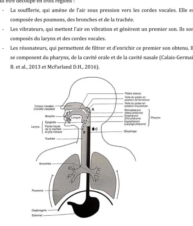 Figure 1 : L'APPAREIL VOCAL (Le Huche F. et al., 2010)