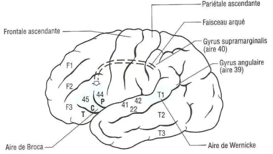 Figure 4. Les "aires" du langage (d'après Gil, 2010) 