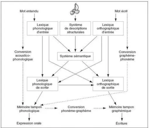 Figure 3. Modèle lexical d’Hillis et Caramazza (1991)