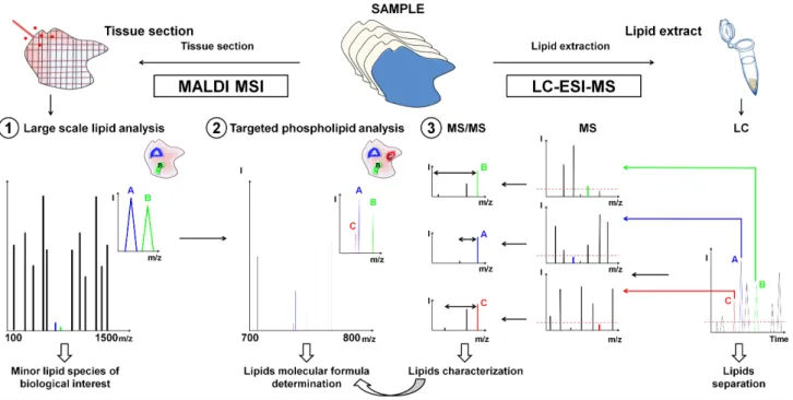Figure  1.  General  workflow  for  the  characterization  by  LC-ESI-MS  guided  by  MALDI  MSI of low-abundant lipids in tissue using FTICR mass spectrometry
