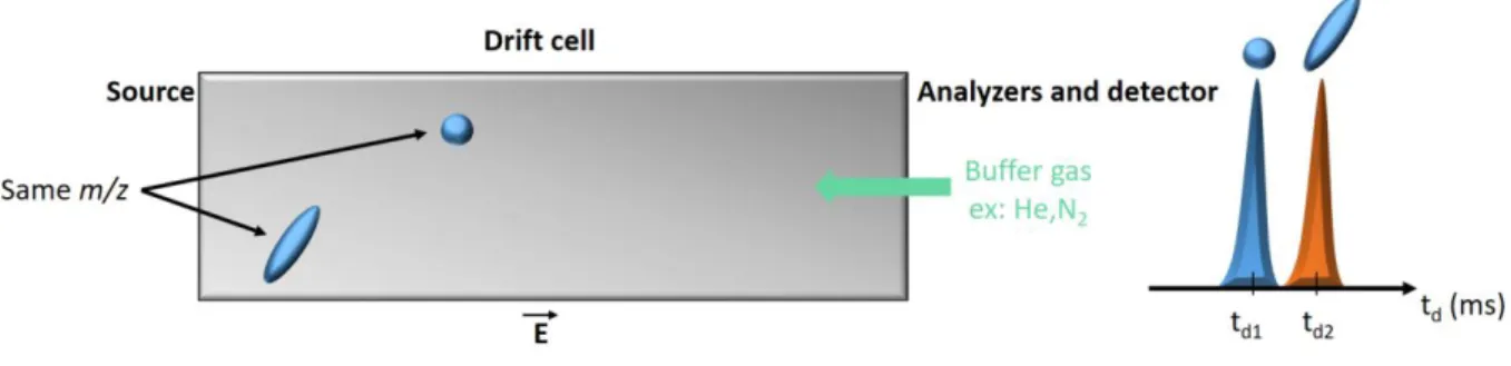 Figure I.32: principle of the ion mobility spectrometry. 
