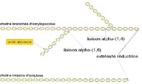 Figure 1.2 : Structure de l’amylose et de l’amylopectine (Feillet, 2000). 