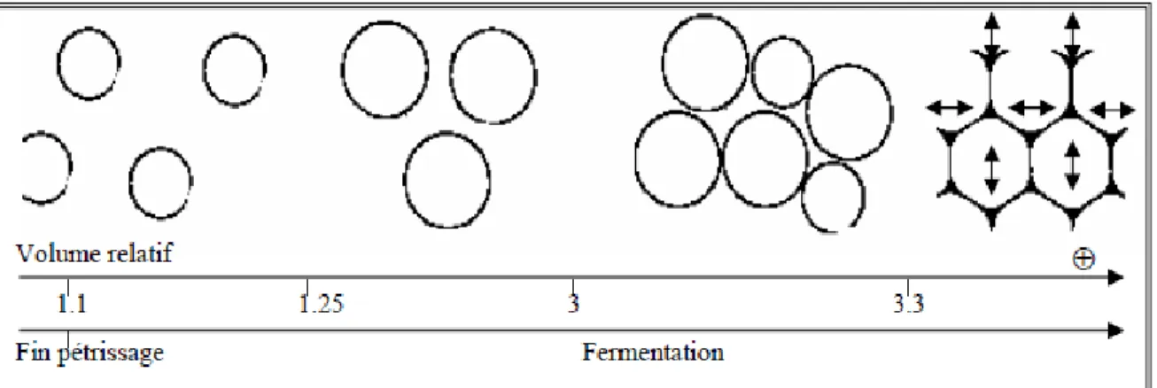 Figure  1.5 :  Représentation  schématique  de  l’évolution  de  la  taille  et  de  la  forme  (de  sphérique  à  polyédrique)  des  cellules  gazeuses  dans  une  pâte  en  cours  de  fermentation  (Bloksma, 1990a; Vliet et al., 1992)