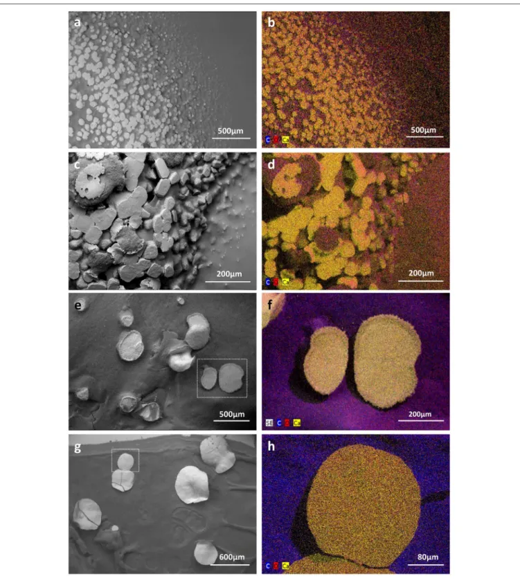 FIGURE 6 | Low vacuum-SEM-BSE images (a,c,e,g) and X-ray elemental mappings (b,d,f,h) of CaCO 3 deposits produced by MM24 (a,b,e,f) and MM99 (c,d,g,h) isolates