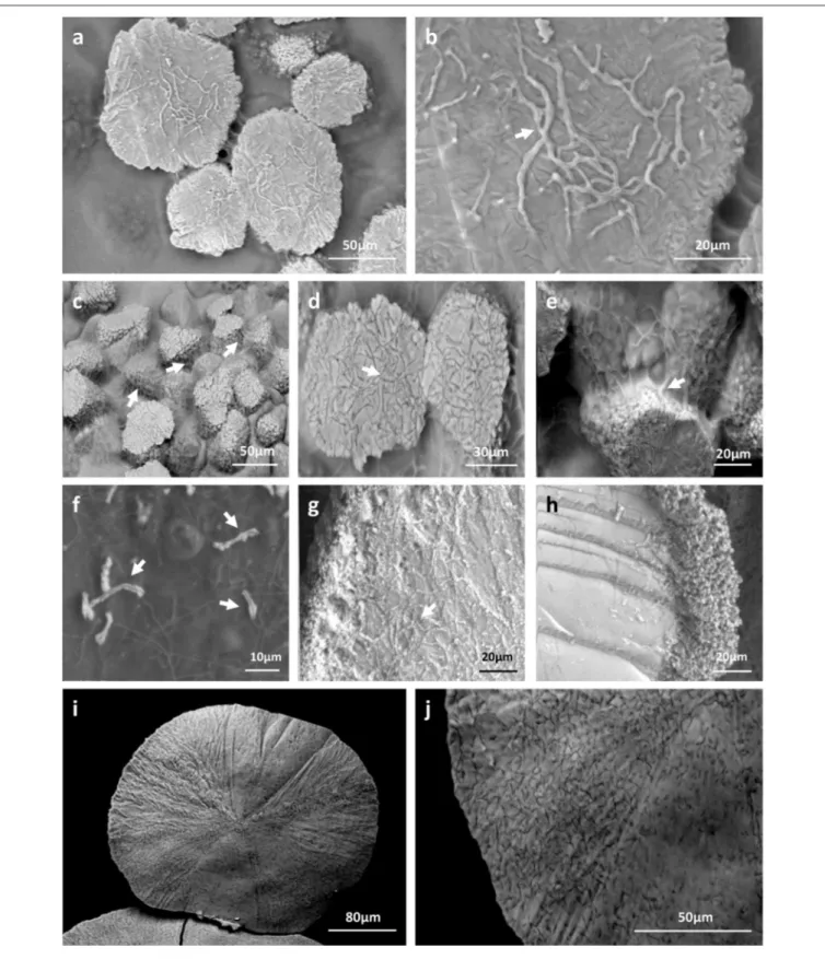 FIGURE 7 | Biogenic signatures within mineral deposits produced by moonmilk-originating Streptomyces (LV-SEM-BSE images)