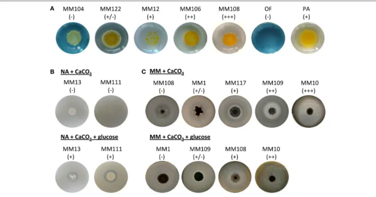 FIGURE 8 | Dissolution-related metabolic activities of the moonmilk Streptomyces. Metabolic performance observed for oxidative glucose degradation (A), and calcium carbonate dissolution in diluted nutrient agar (B) or minimal media (C)