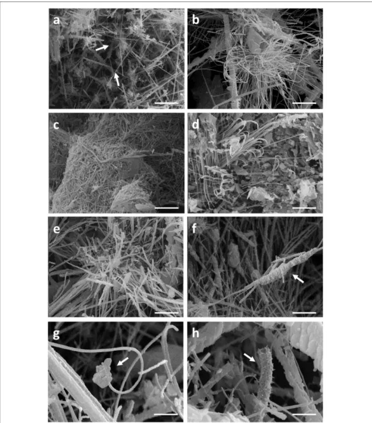 FIGURE 2 | SEM-images of nano-size filaments found in the crystal structure of moonmilk deposits from the cave “Grotte des Collemboles” (Comblain-au-Pont, Belgium)