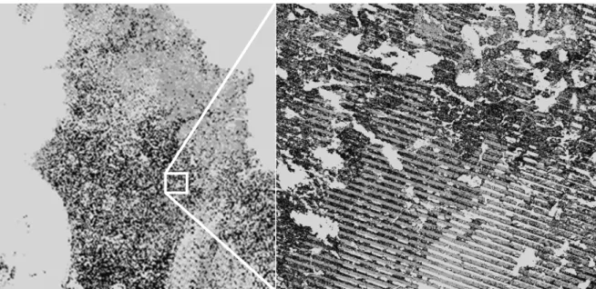 Figure 3.2. The influence of phenological variation on surface reflectance values and  image classification for the 2012 Landsat composite of Ungava Peninsula in Northern  Quebec, Canada (light grey = water or NoData, medium grey = more than 50% lichen  co
