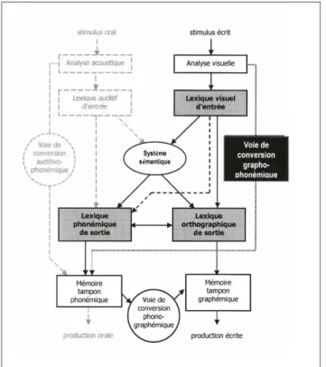 Figure 1. Modèle à double voie (d’après Ellis et Young, modifié, tiré de l’ouvrage « Dyslexie de développement  et Proprioception », QUERCIA, DA SILVA, ROBICHON, Graine de lecteur Ed 2003)