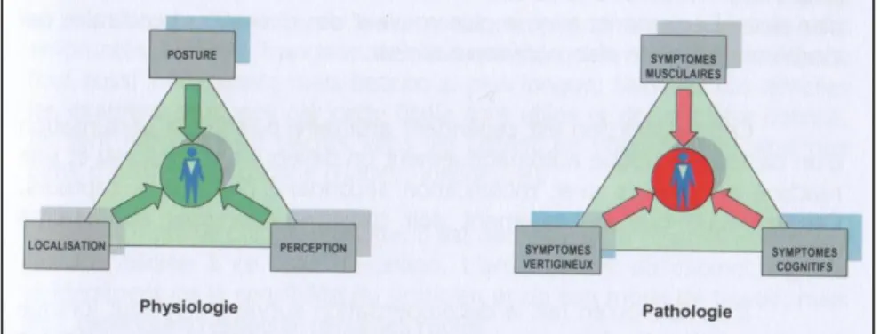 Figure 3. Le triangle des symptômes de dysfonction proprioceptive (QUERCIA, 2003). 