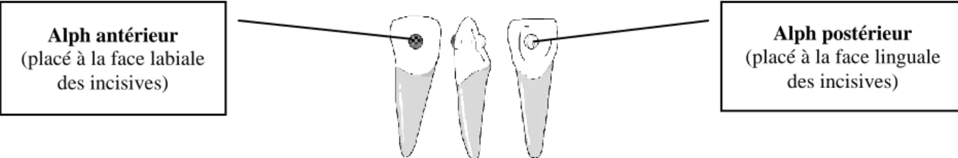 Figure 15. Stimulations posturales dénommées “Alphs” (MARINO, 2004). 