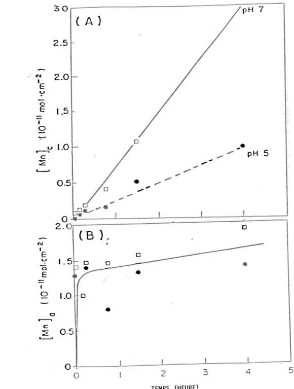 Figure  L.2zConcentration  cellulaire  en  mangianèse  (A)  et  concentra- concentra-tion  de  manganèse  adsorbé  (B)  en  fonction  du  temps