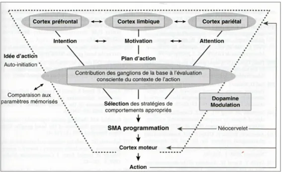 Figure  3.  De  l'intention  à  l'action:  modulation  dopaminergique  de  la  gestion  de  l’information  corticale (motrice, cognitive, limbique) par le système des ganglions de la base (Viallet, 2011 a)