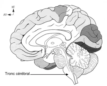 Figure 3 : Coupe sagittale médiane de l’encéphale d’après Vitte et Chevallier   (2004, n°52) 