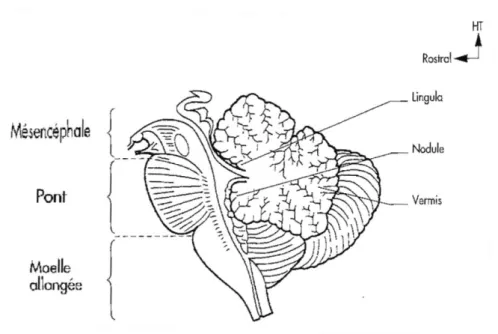 Figure 4 : Coupe sagittale du tronc cérébral et du cervelet d’après Vitte et Chevallier  (2004, n°52)  