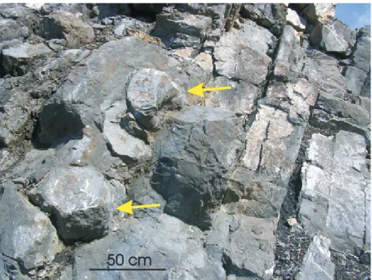 figure 19: Base of the Terres  d’Haurs  Formation  in  Resteigne.  Arrows  point  to  isolated  colonies  of  massive  rugose corals.
