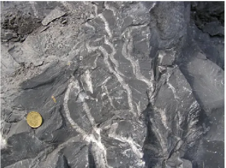 figure 7:   Limestone  with  lamellar  stromatoporoids  and  tabulate  corals,  Hanonet Formation, Glageon quarry.