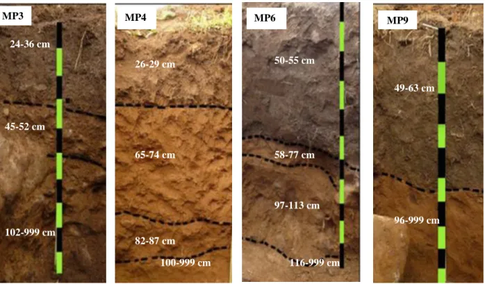 Table III-1. Soil classification, qualifiers, position, elevation and slope of studied pedons in Miarayon, Bukidnon